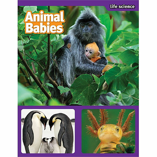 Scholastic SuperScience STEM Instant Activities Printed Book Grade 1-3 (1338099000)