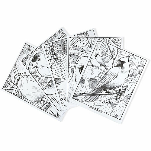 Crayola Bird Watching Coloring Book Printed Book 40 Pages - Book (041133)