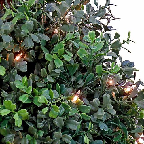 National Tree Company National Tree Boxwood Topiary Tree 2" Tall - Boxwood - Topiary - Pot1 Each (729083527173)
