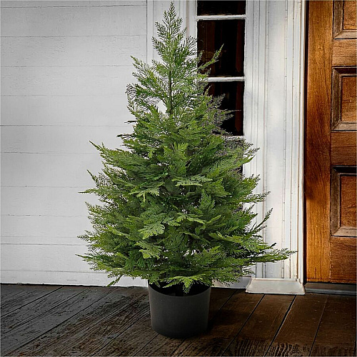 National Tree Company National Tree Cypress Topiary Tree 3" Tall - Cypress1 Each (729083527258)