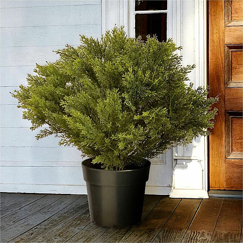 National Tree Company National Tree Globe Juniper Topiary Tree Juniper - Topiary - Pot1 Each (729083602283)