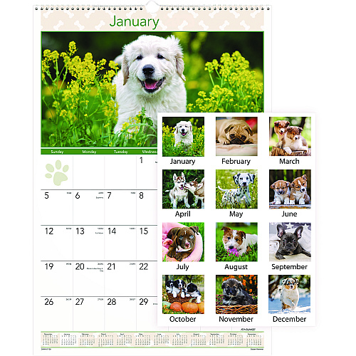 AT-A-GLANCE Puppies Monthly Wall Calendar, Puppies Photography, 15.5 x 22.75, White/Multicolor Sheets, 12-Month (Jan to Dec): 2026 (DMW16728)