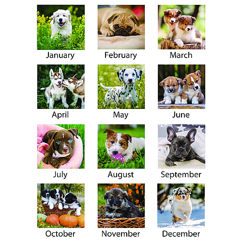 AT-A-GLANCE Puppies Monthly Wall Calendar, Puppies Photography, 15.5 x 22.75, White/Multicolor Sheets, 12-Month (Jan to Dec): 2026 (DMW16728)