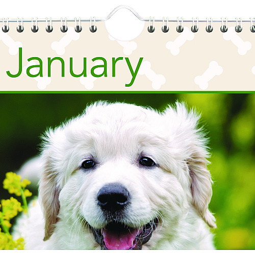 AT-A-GLANCE Puppies Monthly Wall Calendar, Puppies Photography, 15.5 x 22.75, White/Multicolor Sheets, 12-Month (Jan to Dec): 2026 (DMW16728)
