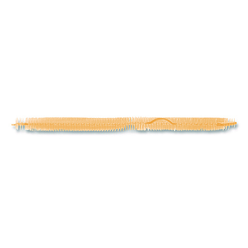 Boardwalk Vertical Urinal Screen, Summer Sunshine Scent, Yellow, 5.22 oz, 6/Carton (VERUSYL)