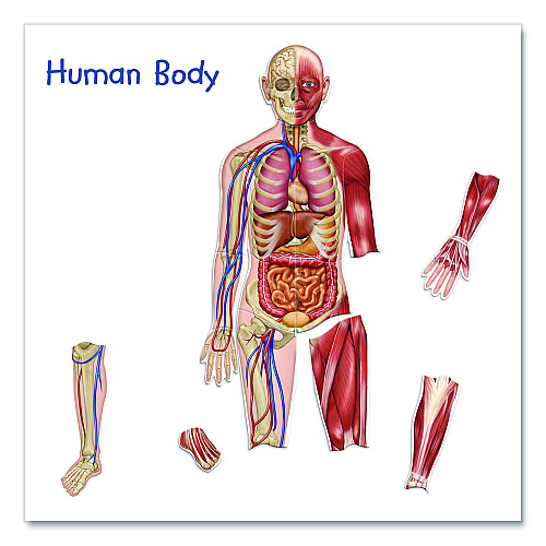 Learning Resources Double-Sided Magnetic Human Body, Grades K to 5, English/Spanish, Assorted Colors, 17 Pieces (LER6044)