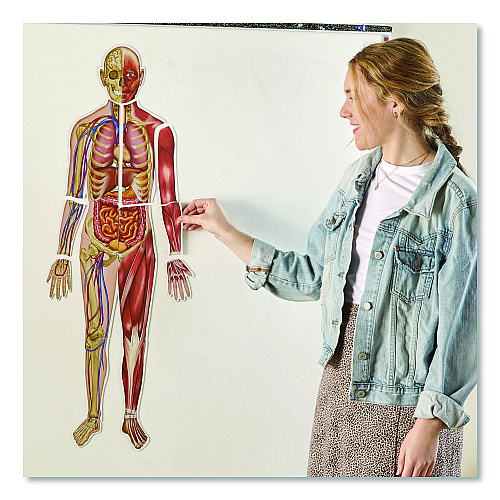 Learning Resources Double-Sided Magnetic Human Body, Grades K to 5, English/Spanish, Assorted Colors, 17 Pieces (LER6044)