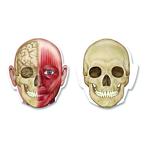 Learning Resources Double-Sided Magnetic Human Body, Grades K to 5, English/Spanish, Assorted Colors, 17 Pieces (LER6044)