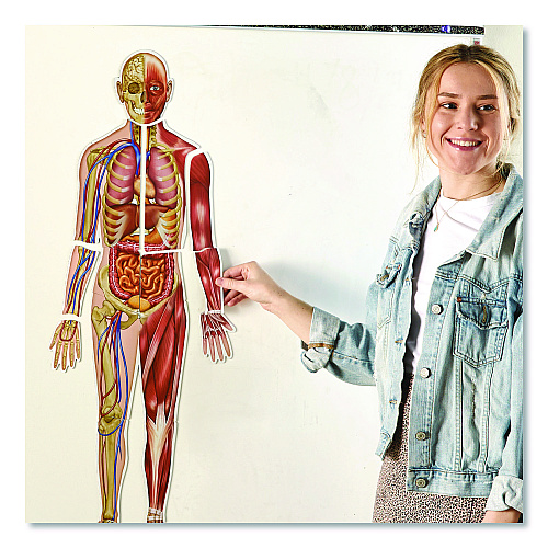 Learning Resources Double-Sided Magnetic Human Body, Grades K to 5, English/Spanish, Assorted Colors, 17 Pieces (LER6044)