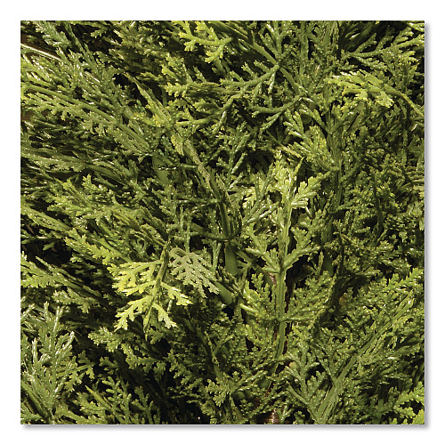 National Tree Company Cedar Topiary Tree, 13" x 13" x 53", Green Tree, Dark Green Pot (QLMC4531)