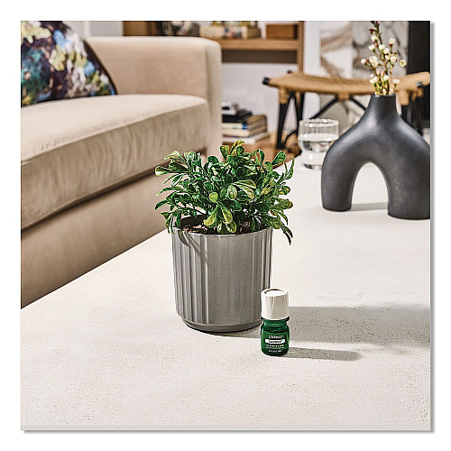 Lifelines Evaporative Aromatherapy Essential Oil Boxwood Plant Diffuser with Fir Needle/Pine Essential Oil, 6.2 x 6.2 x 9.5, Gray/Green (111611)