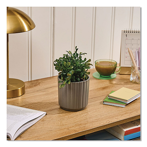 Lifelines Evaporative Aromatherapy Essential Oil Boxwood Plant Diffuser with Fir Needle/Pine Essential Oil, 6.2 x 6.2 x 9.5, Gray/Green (111611)