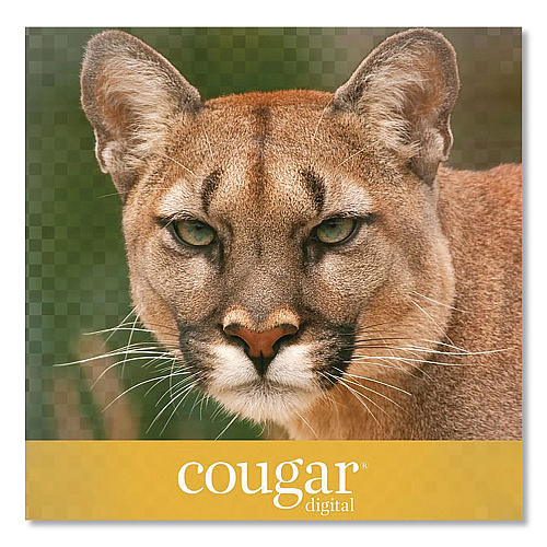 Domtar Cougar Digital Business Paper, 98 Bright, 70 lb Text Weight, 8.5 x 11, White, 500/Ream, 8 Reams/Carton (2826CASE)