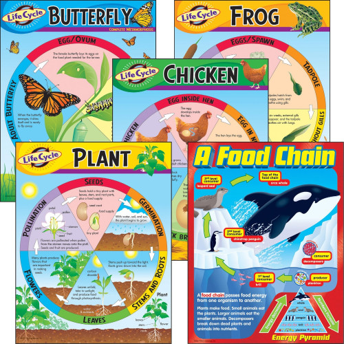 TREND Life Cycles Learning Charts Combo Pack (T38934)