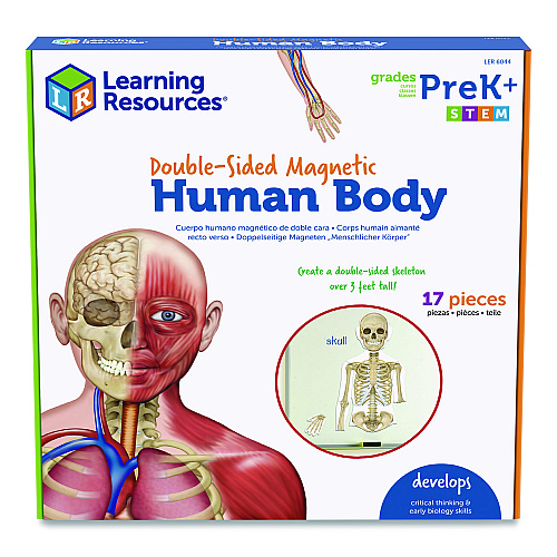 Learning Resources Double-Sided Magnetic Human Body, Grades K to 5, English/Spanish, Assorted Colors, 17 Pieces (LER6044)