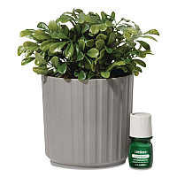 Lifelines Evaporative Aromatherapy Essential Oil Boxwood Plant Diffuser with Fir Needle/Pine Essential Oil, 6.2 x 6.2 x 9.5, Gray/Green (111611)